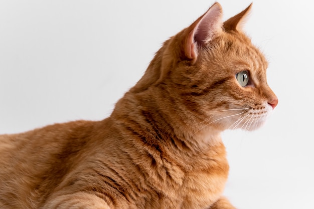 Ginger cat mirando a otro lado pensativamente