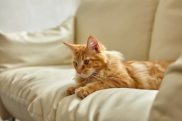 Ginger cat relajándose en el sofá en la sala de estar acostado