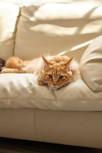 Ginger cat relajándose en el sofá en la sala de estar acostado