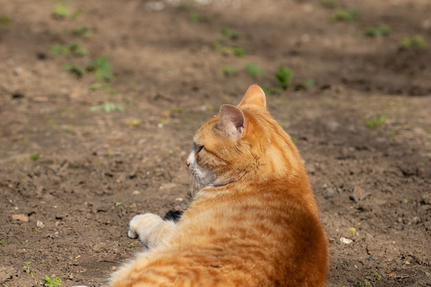 Ginger cat tomando el sol de primavera en el suelo en un parterre