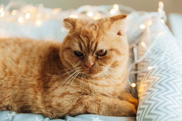 Ginger cat yace en su cama, decorada con luces de Año Nuevo. concepto de año nuevo y navidad.