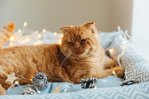 Ginger cat yace en su cama, decorada con luces de Año Nuevo. concepto de año nuevo y navidad.