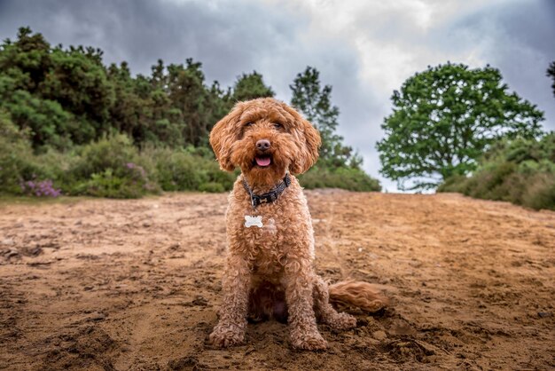 Foto ginger cockapoo sentado em uma pista