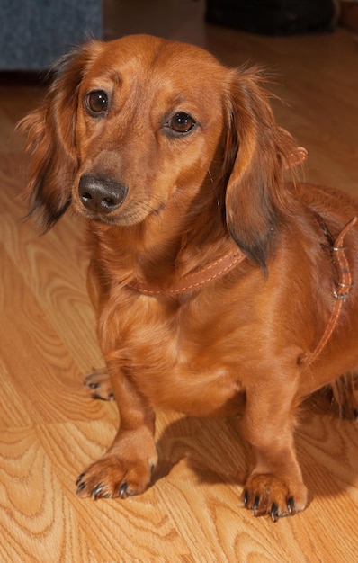 Ginger dachshund en el bosque