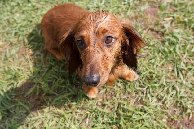 Ginger dachshund sentado