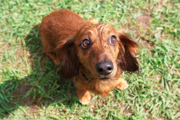 Ginger dachshund sentado