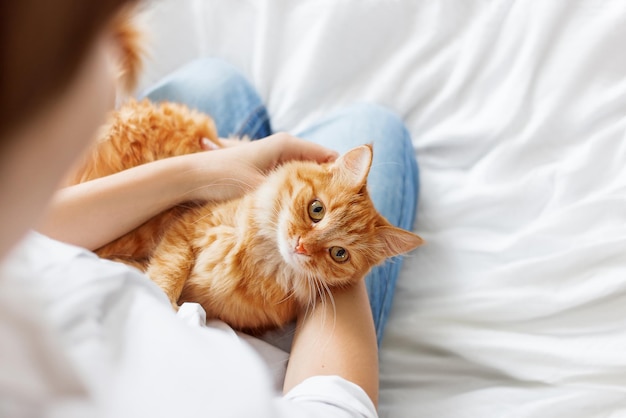 Ginger gato deita-se nas mãos da mulher peludo animal de estimação confortavelmente colocado para dormir manhã aconchegante em casa