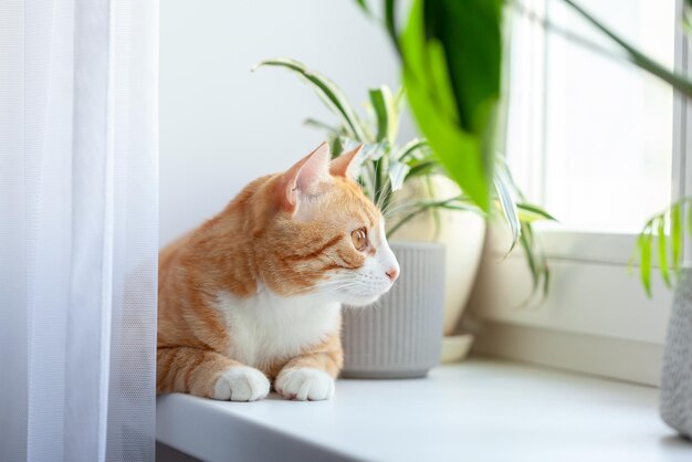 Foto ginger-katz liegt morgens zu hause auf der fensterbank und genießt entspannende sonne. innenpflanzen auf der fensterbank und rotes kätzchen.