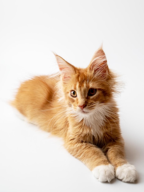 Ginger Maine Coon gatinho deitado sobre um fundo branco