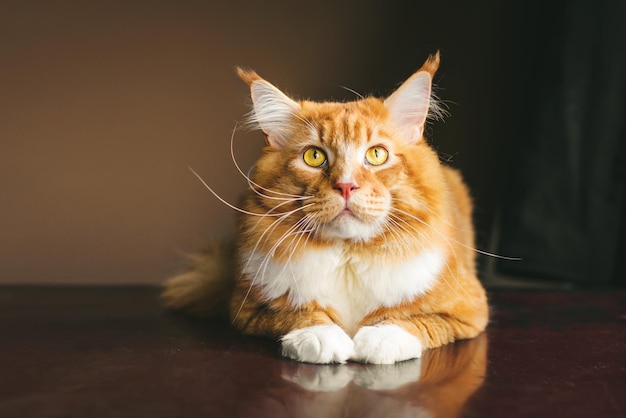 Ginger maine coon gato tirado en el suelo y mirando hacia arriba