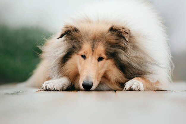 Ginger orange Rough Collie Hundeportrait Herbst. Schöner flauschiger Hund an einem nebligen Morgen. Grobes Colli