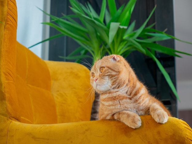 Ginger Scottish Fold gato en sillón interior