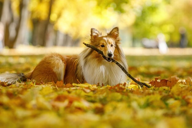 Ginger sheltie dog em um parque brincando com um pau Outono durante o dia