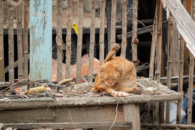 Ginger Stray Cat sentarse en un edificio abandonado