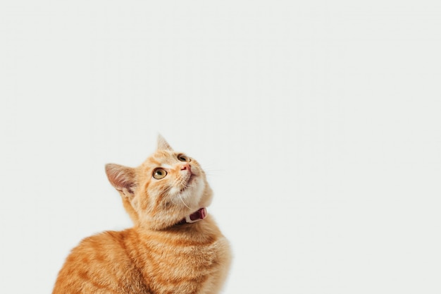 Ginger tabby gatinho em fundo branco