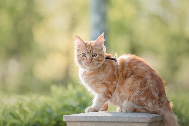 Ginger tabby maine coon gato al aire libre. Gato doméstico en un paseo. Lindo gatito al aire libre