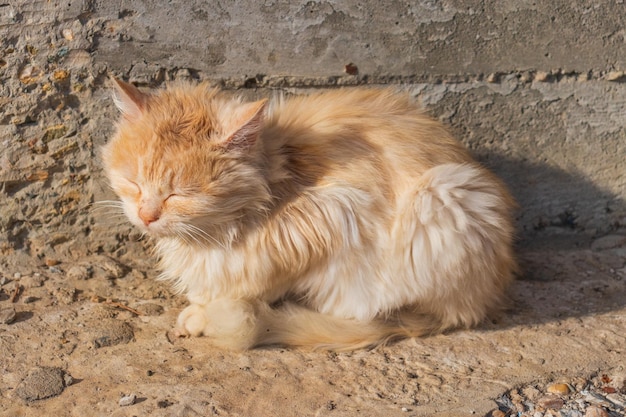 Ginger tom cat cerrar retrato horizontal desde el lado de mascotas domésticas