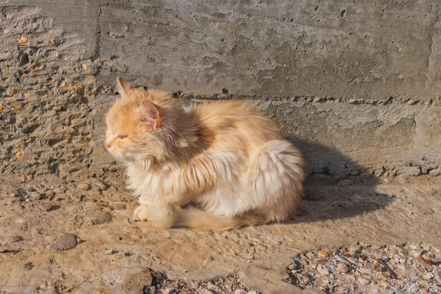 Ginger tom cat cerrar retrato horizontal desde el lado de mascotas domésticas