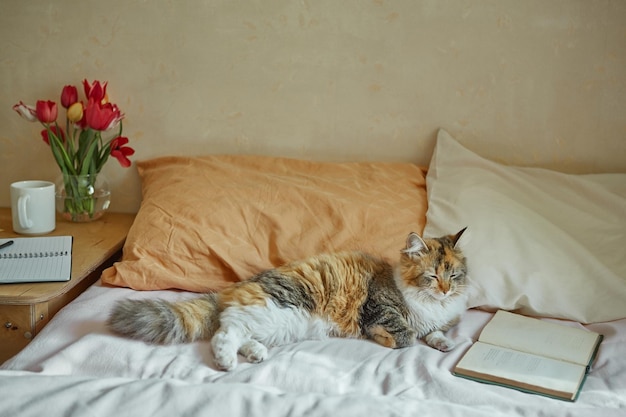 Ginger tricolor Katze entspannt sich im Bett Gemütliches Konzept