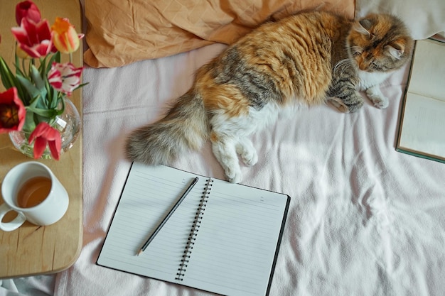 Ginger tricolor Katze entspannt sich im Bett Gemütliches Konzept