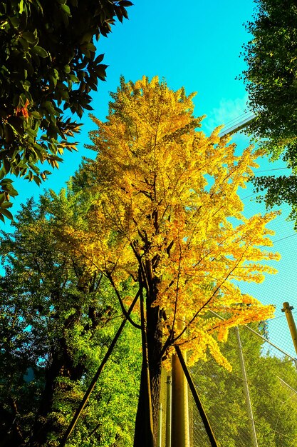 Ginkgo amarelo folheia árvore no parque ueno