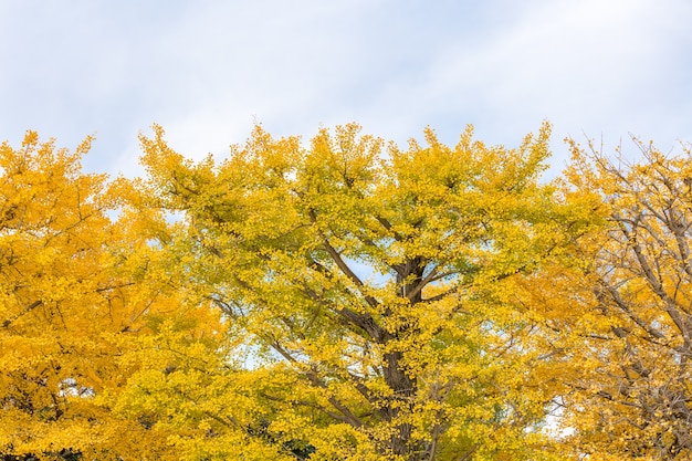 Ginkgo-Bäume Herbst