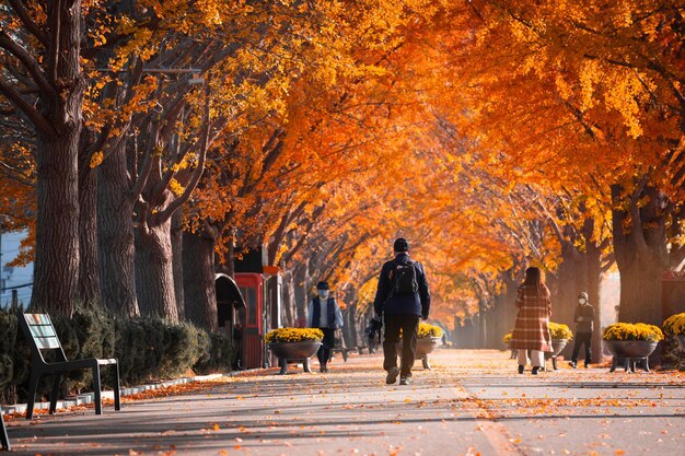 Ginkgo-Bäume im Herbst Tunnel am Morgen mit gelben Blättern neben Gokkyocheon Creek in der Nähe von Asansi Korea