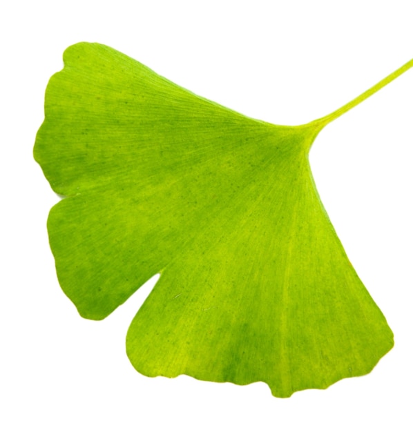 Ginkgo-Biloba-Blatt isoliert auf weiß