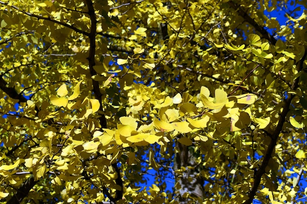 Ginkgo biloba com folhagem de outono em um jardim