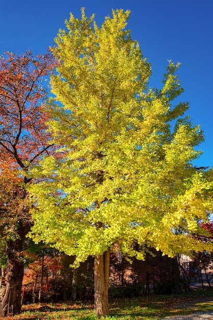 Ginkgo biloba com folhas amarelas brilhantes em um galho de árvore com céu azul durante o dia