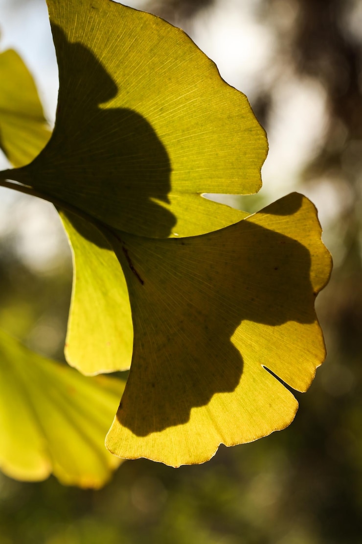Foto ginkgo biloba comúnmente conocido como ginkgo o gingko también conocido como el árbol de pelo de soltera en el otoño
