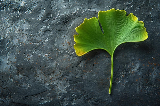 Foto ginkgo biloba en un fondo oscuro