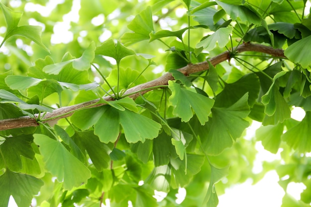 Ginkgo biloba grüne Blätter auf einem Baum Ginkgo biloba Baumblätter