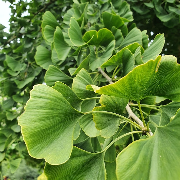 El ginkgo biloba