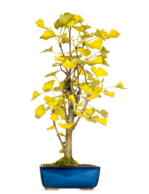 Ginkgo-Bonsai-Baum, lokalisiert auf Weiß