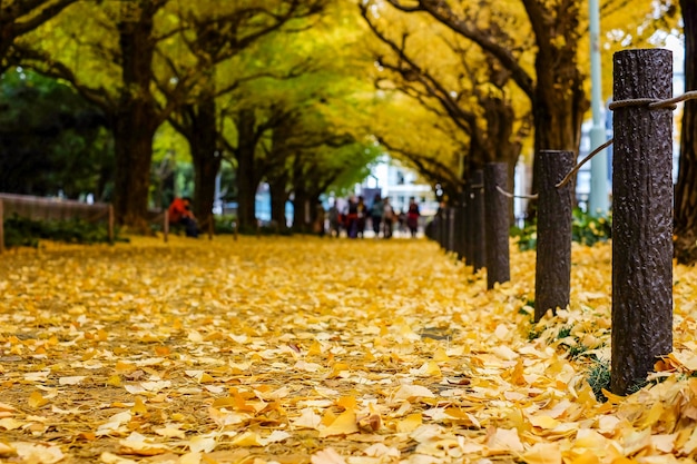 Ginkgo-goldene Blätter, die um den Boden, Herbstsaison in Tokyo fallen.