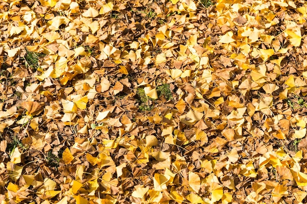 ginkgo de hojas amarillas