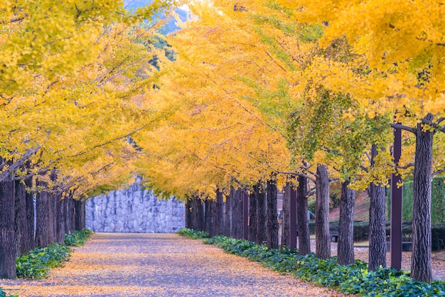 Ginkgo Road