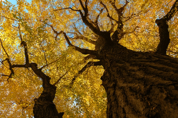 Ginkgobaum auf blauem Himmel, Gelb verlässt auf Überdachung.