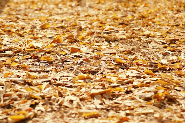 Ginkgobaum in Korea