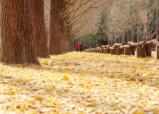 Ginkgobaum in Korea