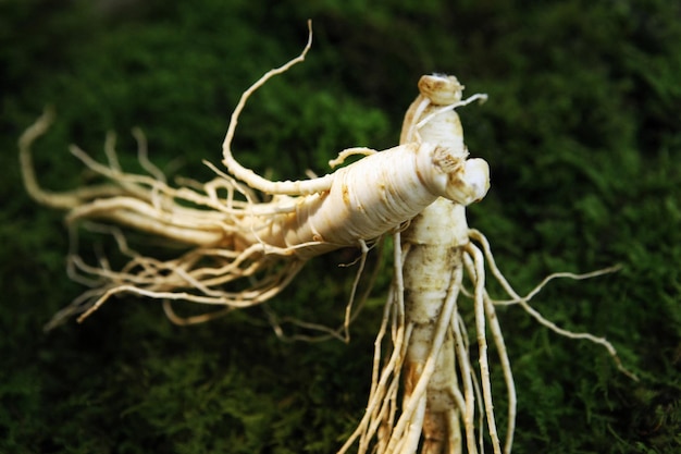 Ginseng y Bellflower