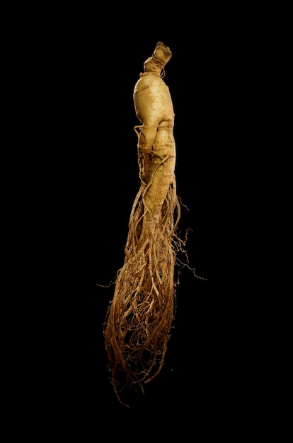 ginseng coreano sobre fondo negro