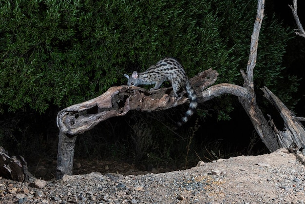 Ginsterkatze (Genetta genetta) Malaga, Spanien