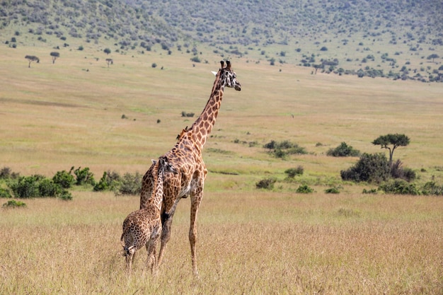 Girafa adulta com bebê no Parque Nacional Masai Mara, no Quênia