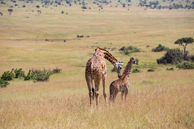 Girafa adulta com bebê no Parque Nacional Masai Mara, no Quênia