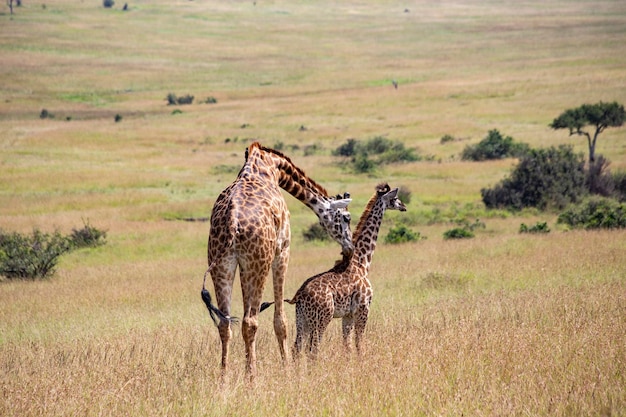 Girafa adulta com bebê no Parque Nacional Masai Mara, no Quênia