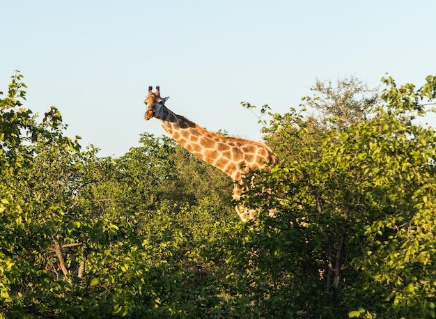 Girafa africana alta olhando para a câmera