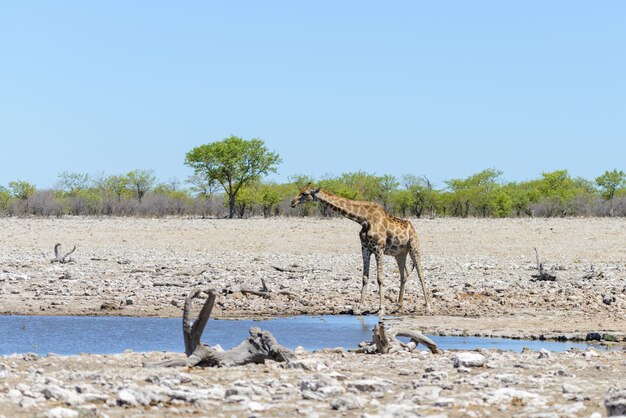 Girafa água potável no poço de água na savana africana