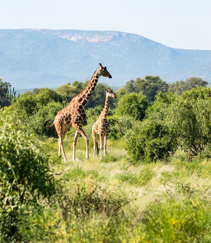 Foto girafa atravessando a trilha no parque samburu, no centro do quênia